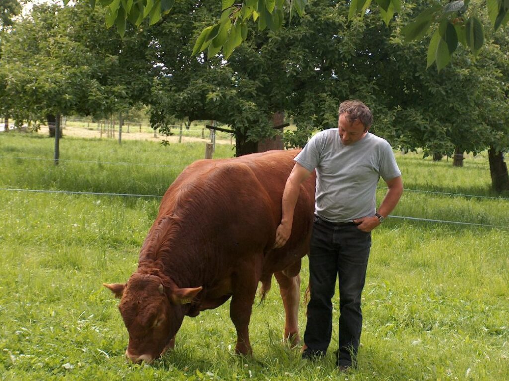 Limousin Stier Manu mit Markus